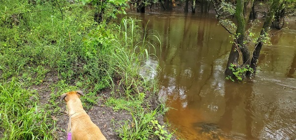 [Withlacoochee River above Tyler Bridge, Franklinville, 2022:08:11 08:40:46, 30.9815584, -83.2679792]