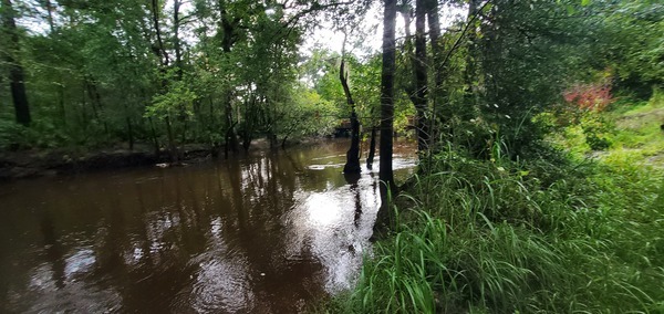 Downstream to Tyler Bridge, Franklinville, 2022:08:11 08:41:14, 30.9815380, -83.2679902