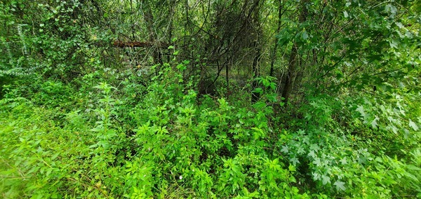 Upstream of Franklinville Road, Toms Branch, 2022:08:11 08:55:00, 30.9823126, -83.2649849