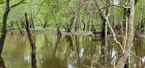 Eyott, Withlacoochee River, upstream of US 41, 2022:08:11 09:55:33, 30.8934776, -83.3186742