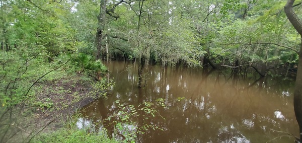 Upstream, Withlacoochee River, up from US 41, 2022:08:11 09:56:39, 30.8931758, -83.3185817