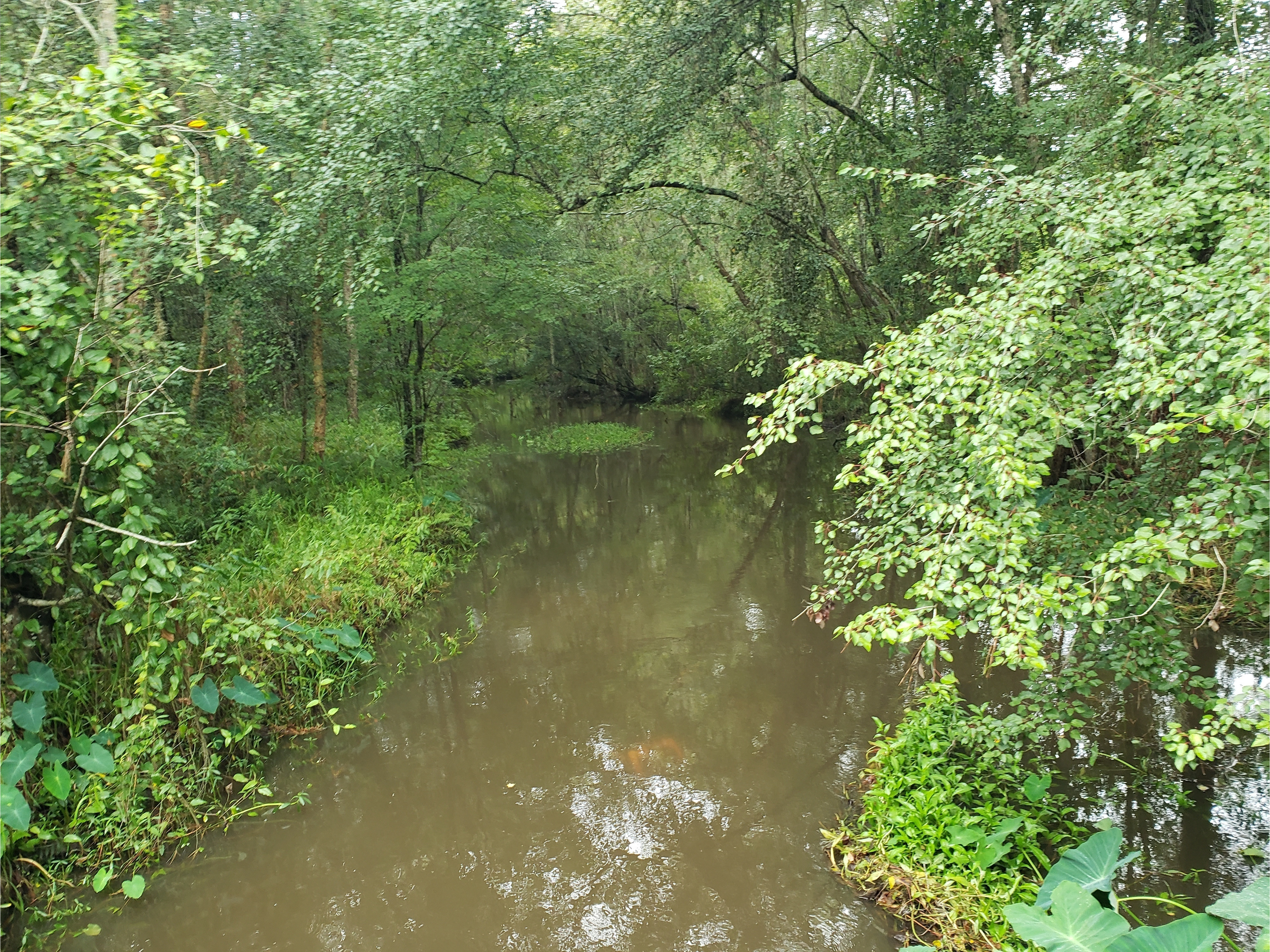 Beaverdam Creek @ Park Street, Beaverdam Creek @ Park Street 2022-08-11