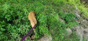 [Japanese Climbing Fern under Skipper Bridge, 2022:08:11 09:23:28, 30.9489321, -83.2714702]