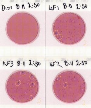 [Plates, Knights Ferry Boat Ramp 2022-08-11]