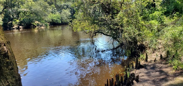 Cypress knees, 12:31:13, 30.6037740, -83.2642719