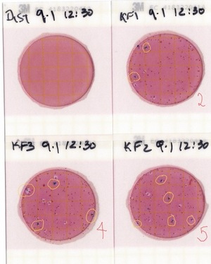 [Plates, Knights Ferry Boat Ramp 2022-09-01]