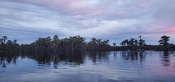 Cypress with boats