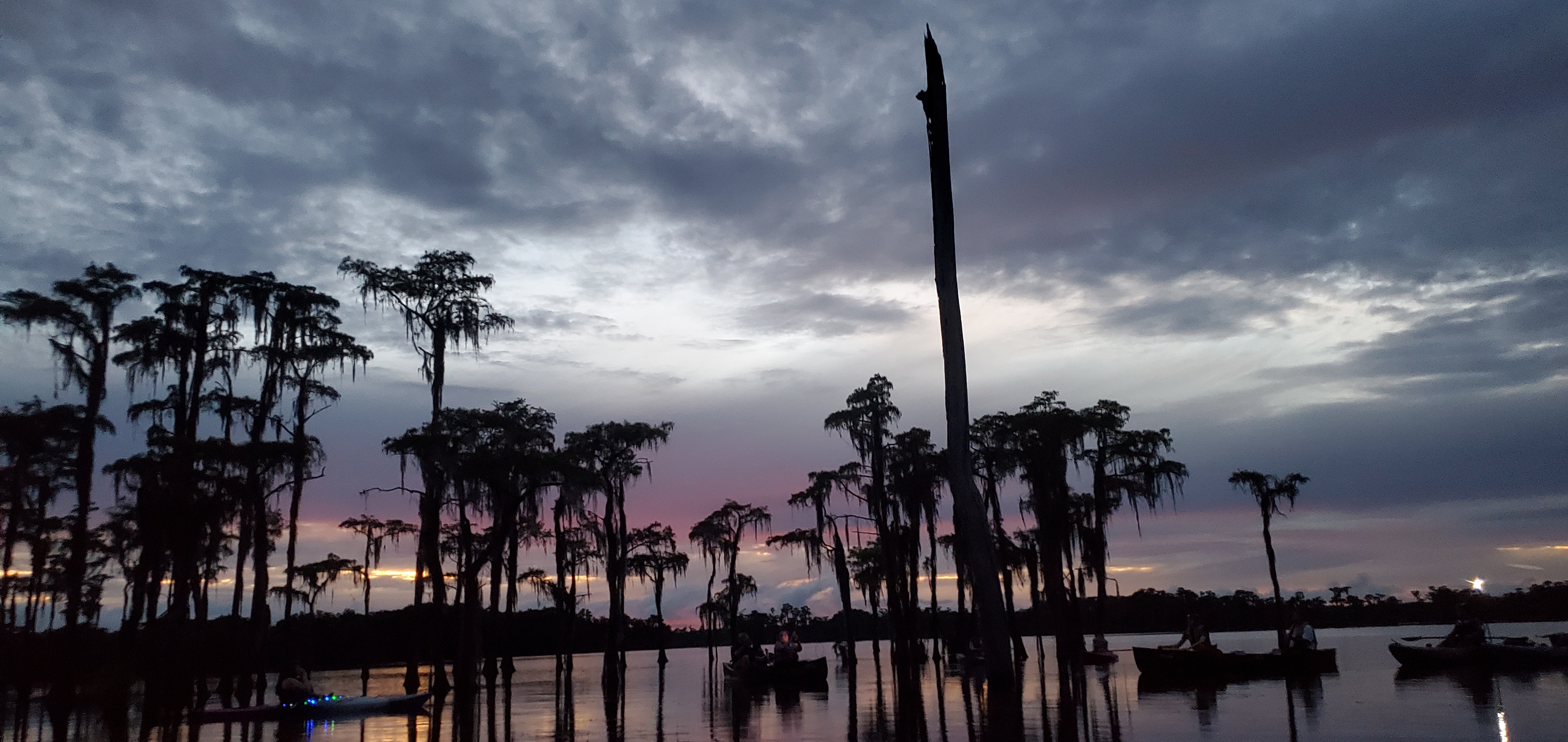 Bats in the dusk