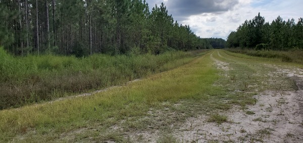 Looking southwest on CR 6 from Moccasin creek Circle, 15:29:27, 30.5379376, -82.3042950