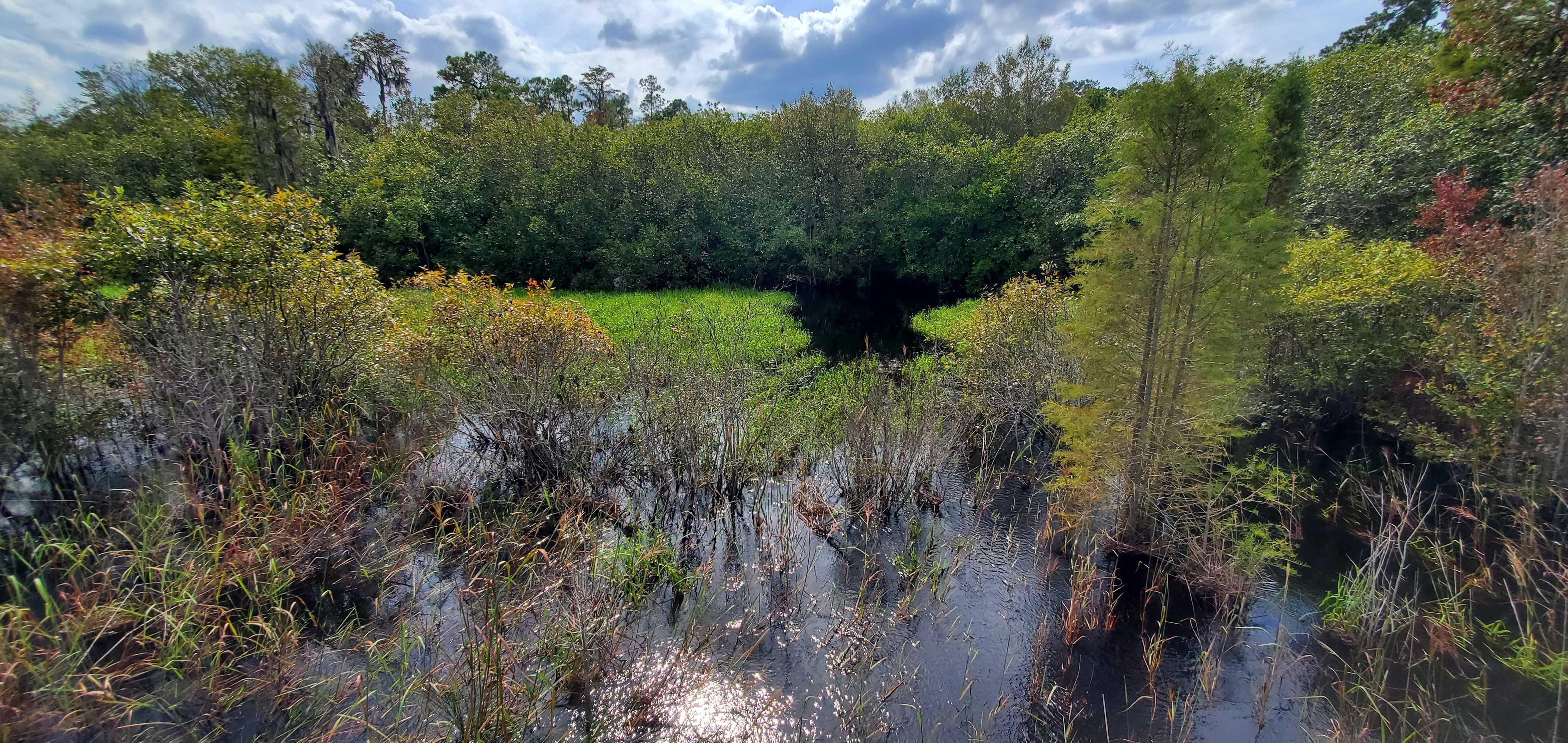 GA 94 Cypress Creek Bridge, looking downstream (west), 15:56:14, 30.6506087, -82.5304107