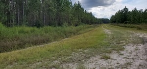 [Looking southwest on CR 6 from Moccasin creek Circle, 15:29:27, 30.5379376, -82.3042950]