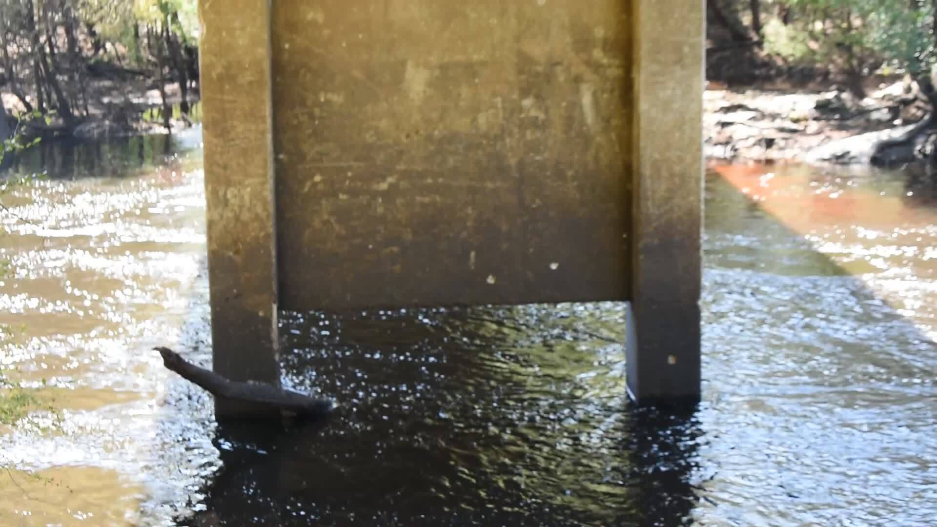 Movie: Nankin Boat Ramp Water Level, Withlacoochee River @ Clyattville-Nankin Road 2022-09-22