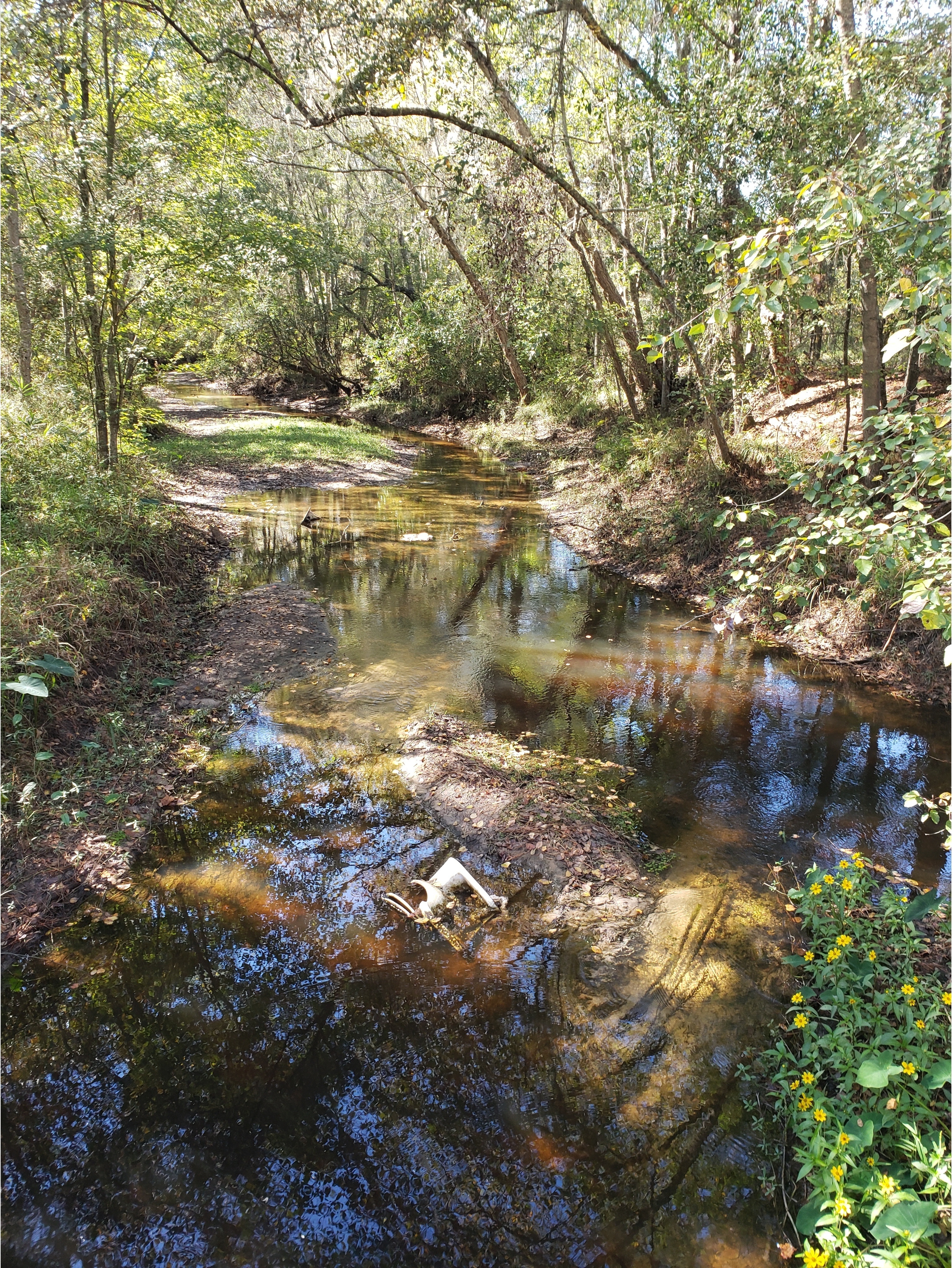 Deer carcass, Beaverdam Creek @ Park Street, Beaverdam Creek @ Park Street 2022-10-27