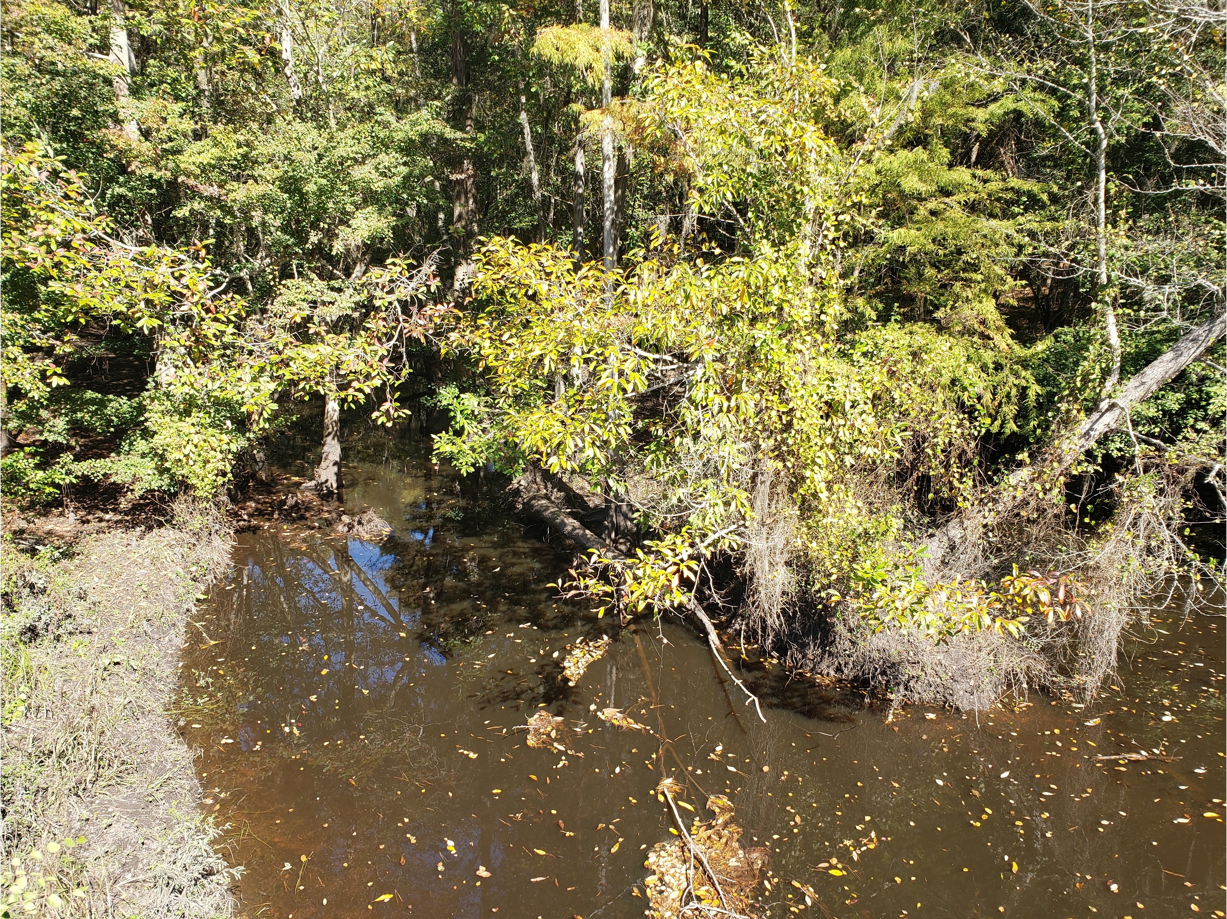 Cat Creek @ Cat Creek Road, Cat Creek @ Cat Creek Road 2022-10-27