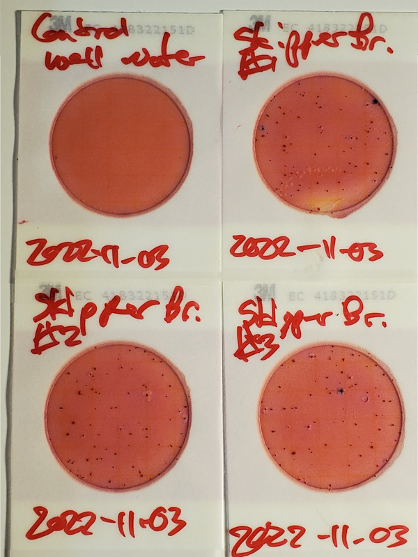 100 cfu/100 mL, Plates, Skipper Bridge, Withlacoochee River