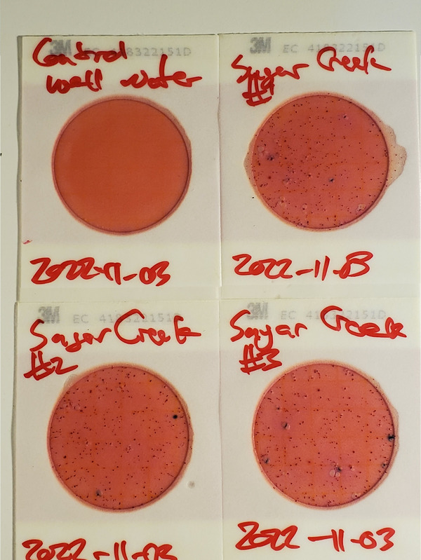 333 cfu/100 mL, Plates, Sugar Creek @ Salty Corner Landing