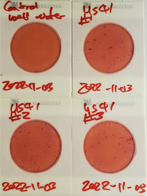 0 cfu/100 mL, Plates, US 41 Bridge, Withlacoochee River