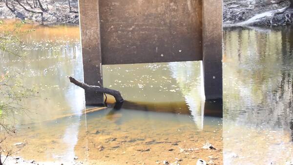 Movie: Water Flow, Nankin Boat Ramp, Withlacoochee River @ Clyattville-Nankin Road 2022-11-03