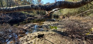 [Downstream towards Troupville Boat Ramp, 11:07:20, 30.8518779, -83.3472726]