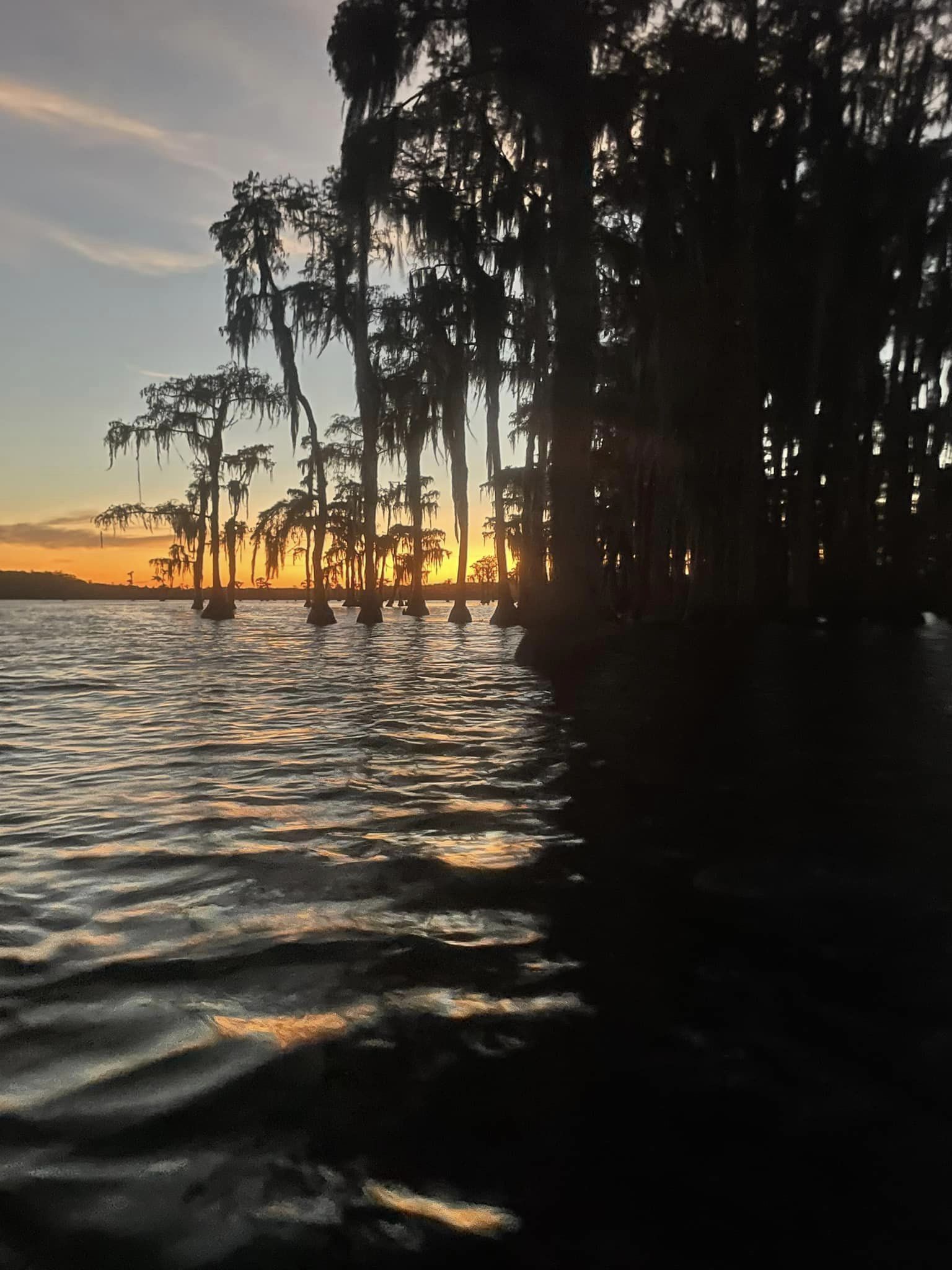 Sunset behind cypress