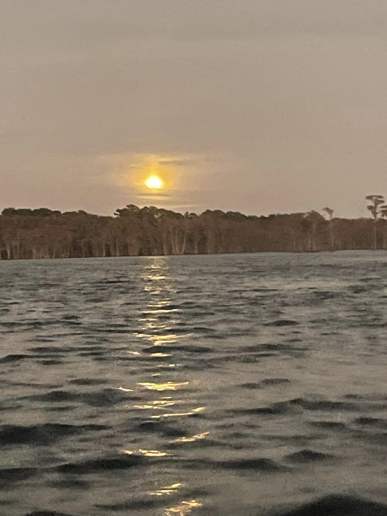 Sun above cypress