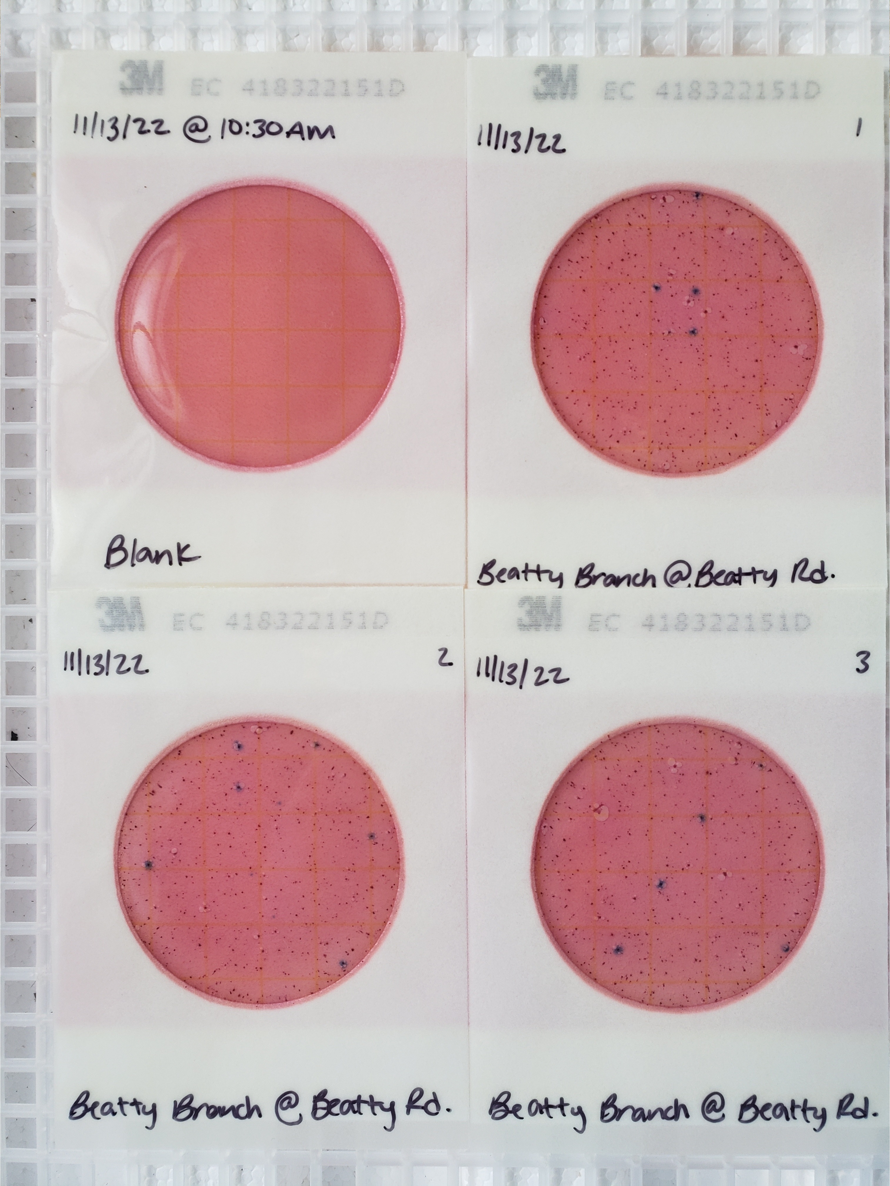 Plates, Beatty Branch @ Beatty Road 2022-11-13