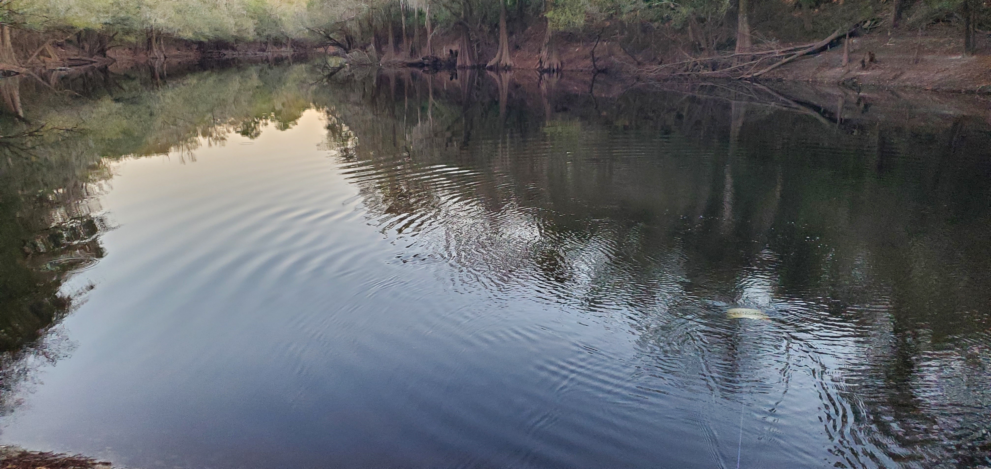 Bucket, downstream, Knights Ferry Boat Ramp, Withlacoochee River, 2022-11-13 17:38:44, 30.7119540, -83.4555616