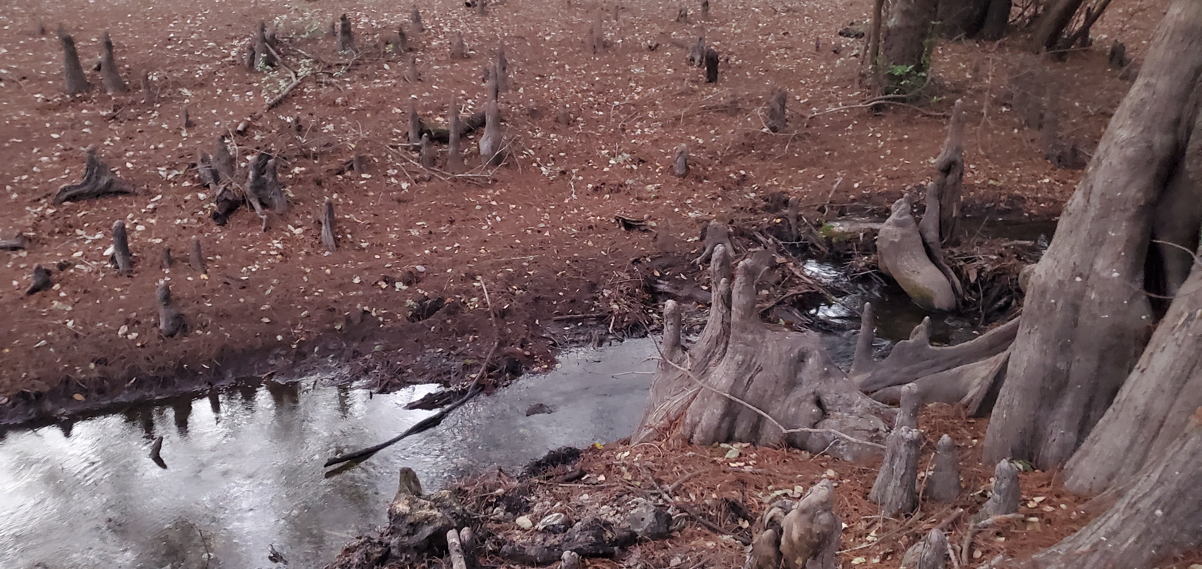 Creek next to Knights Ferry Boat Ramp, 2022-11-13 17:47:57, 30.7122370, -83.4555460