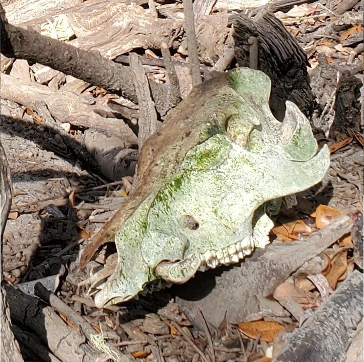 Skull of wild hog