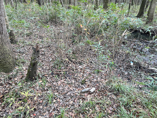 Trash Field in Canebrake by Phillip Williams