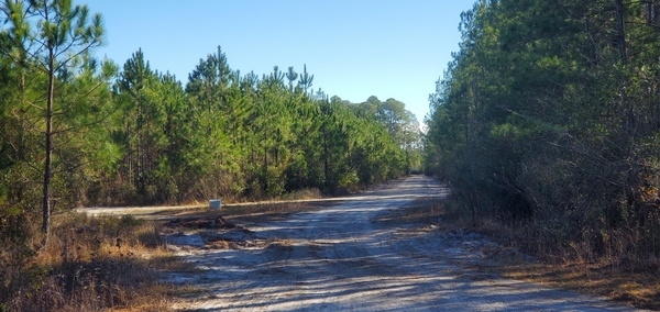 Looking east towards Long Camp Road, 10:50:42, 30.7603920, -82.4815180