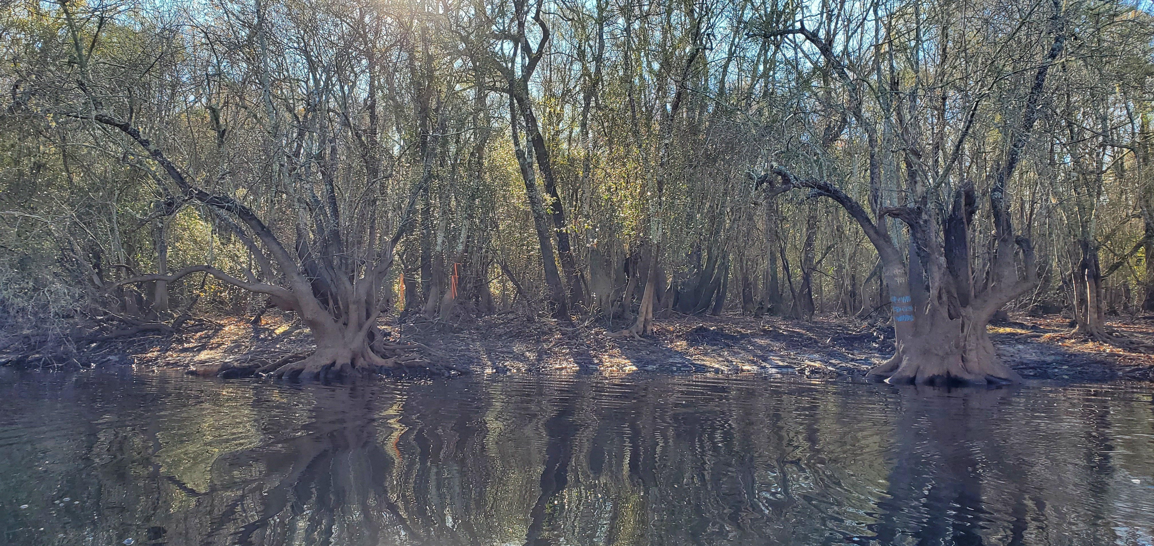 Left (south) bank, probably between parcels 177 007 and 177 001, both Conservation Fund, 09:45:28, 30.7786896, -82.4654913