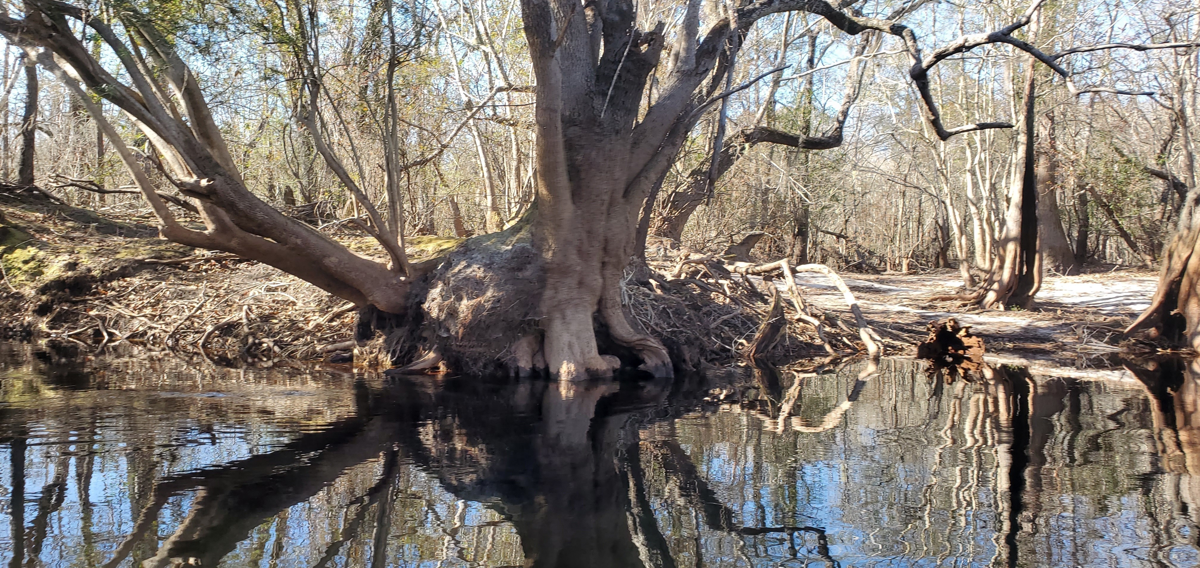 Distinctive tree, 11:19:25, 30.7512770, -82.4931791