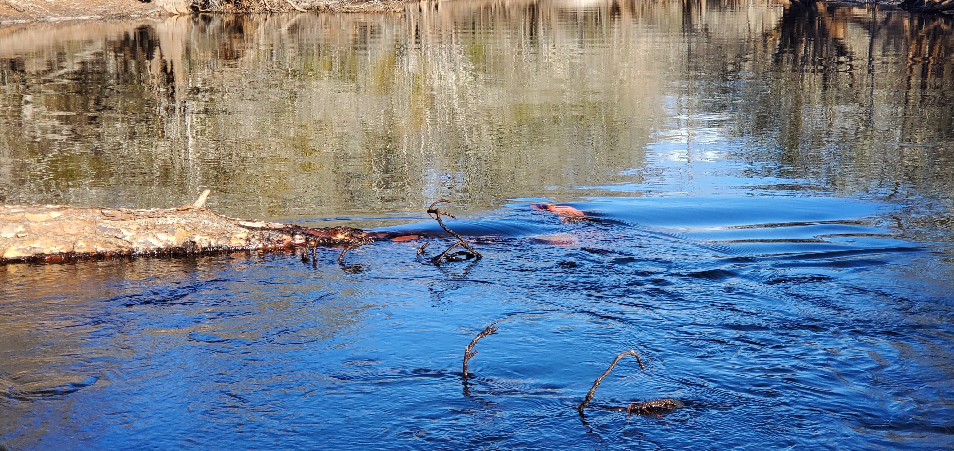 Log closeup, 14:56:09, 30.7160395, -82.5112911