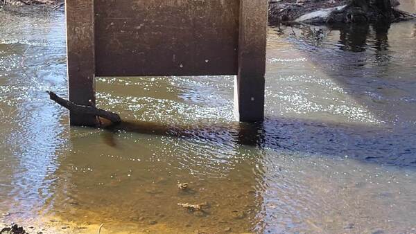 Movie: Nankin Boat Ramp, Level and Flow, Withlacoochee River @ Clyattville-Nankin Road 2023-01-05