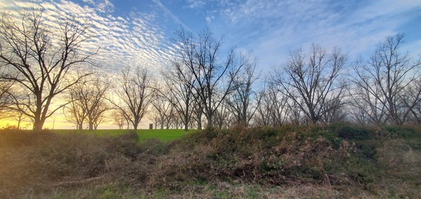 [Pecan trees between power line and Guess Road, all to be cleared for solar panels, Howard I. Lawson, 17:23:25, 30.9571866, -83.4572903]