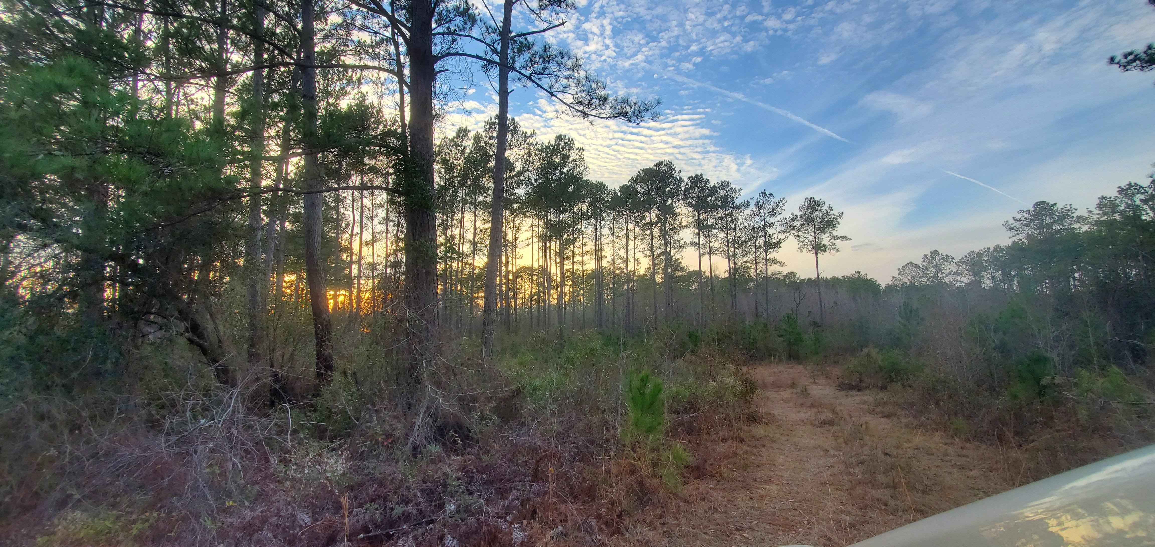 Field road into planted pines to be cleared for project, NE corner of site, Howard I. Lawson, 17:20:50, 30.9600595, -83.4554060