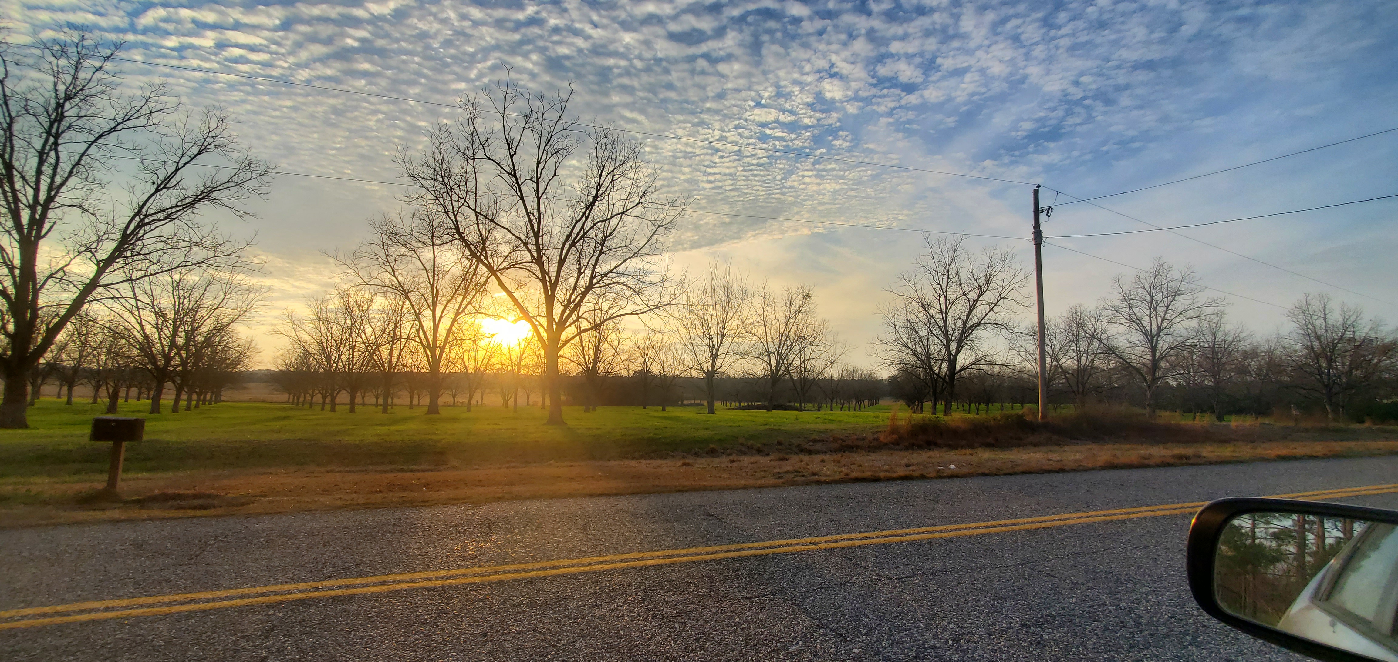 Pecan trees west of Guess Road, some to be cleared for solar panels, Howard I. Lawson, 17:28:05, 30.9622070, -83.4624633