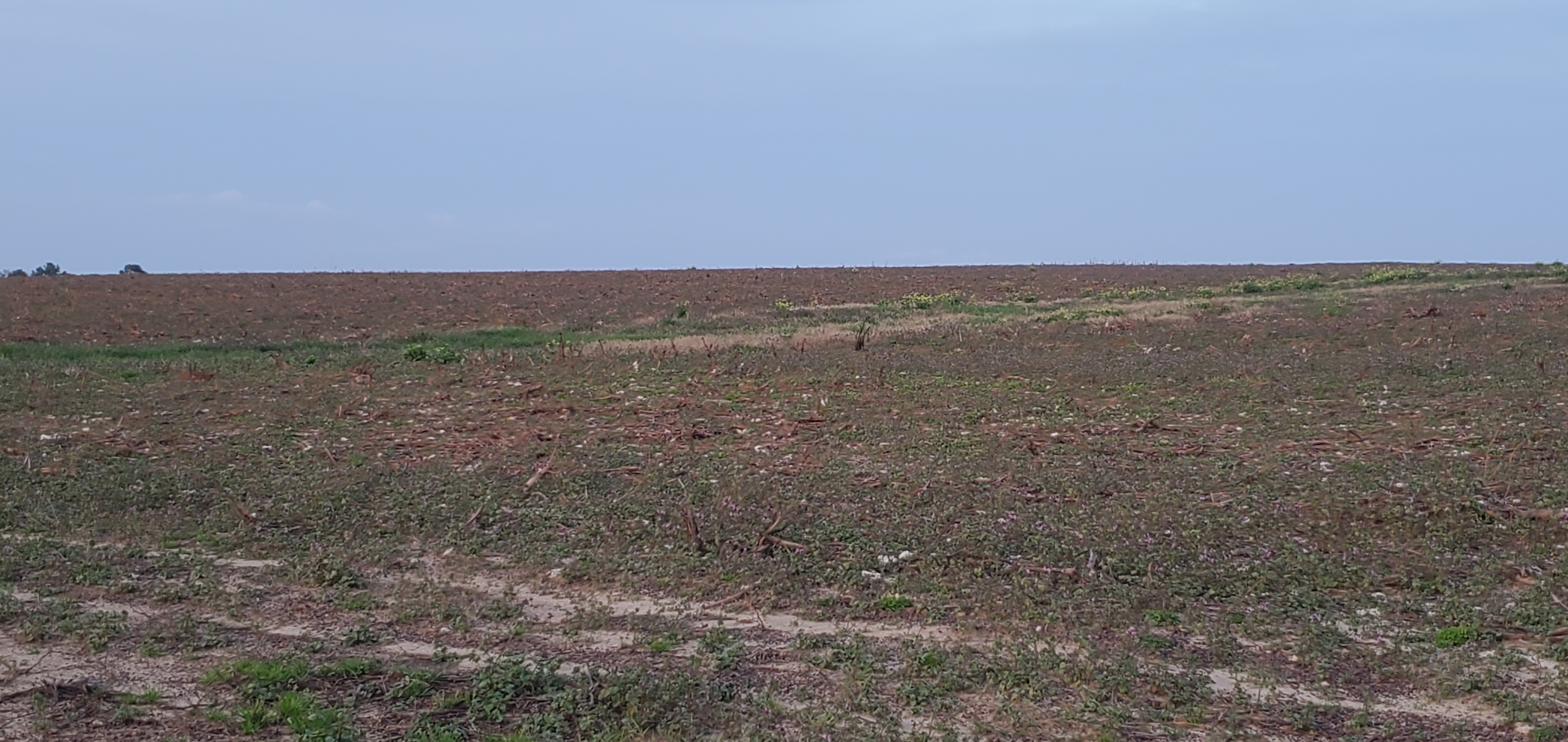 Cotton field, east of GA133, in project, C&M Land Holdings, 17:49:24, 30.9364300, -83.4849860