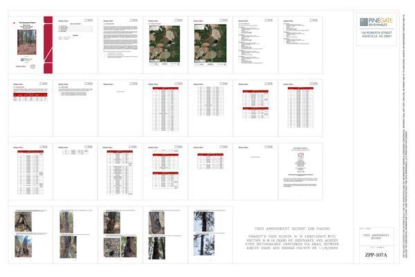 Tree Assessment Report