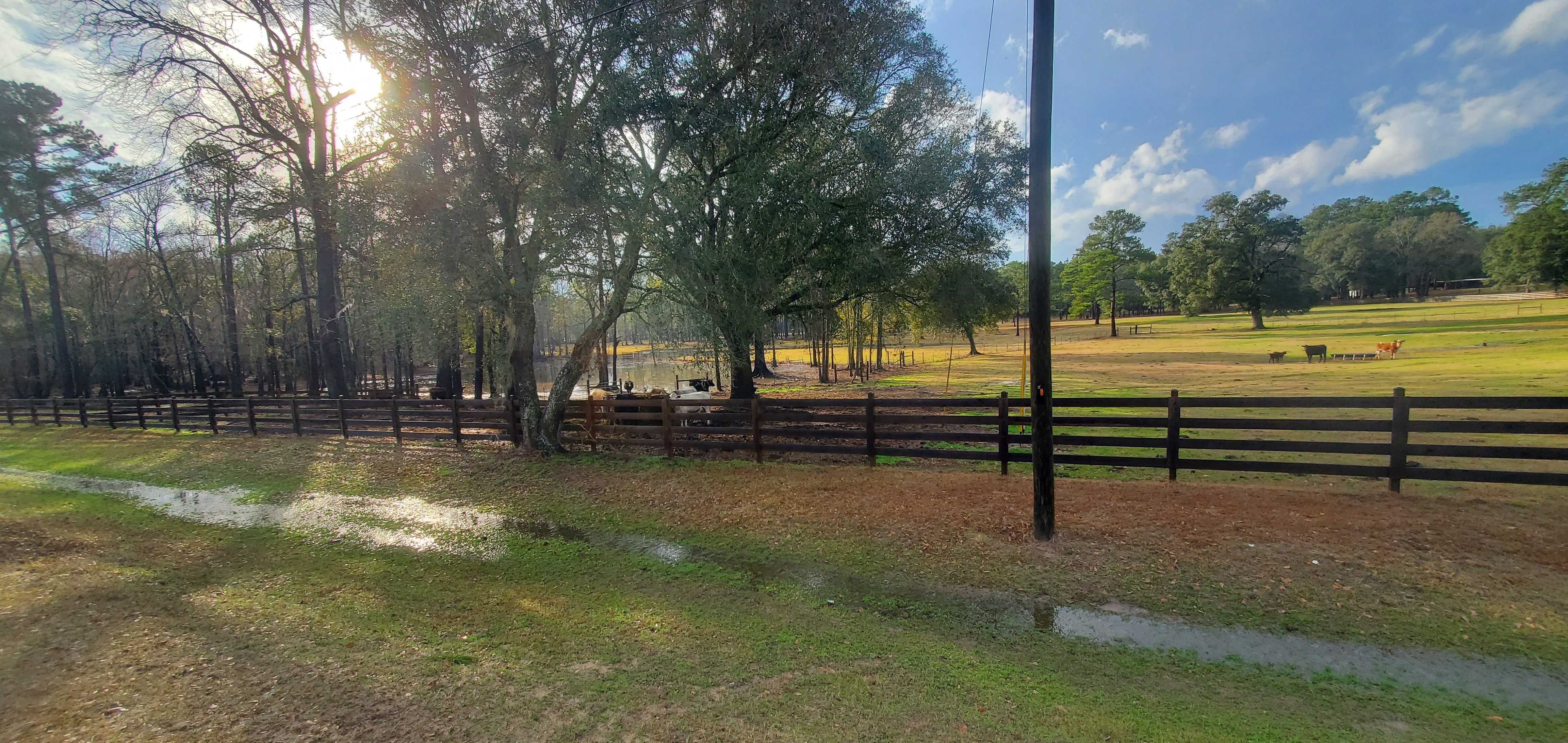 Cows pasturing by pond, 16:17:43, 31.0238748, -83.3078985