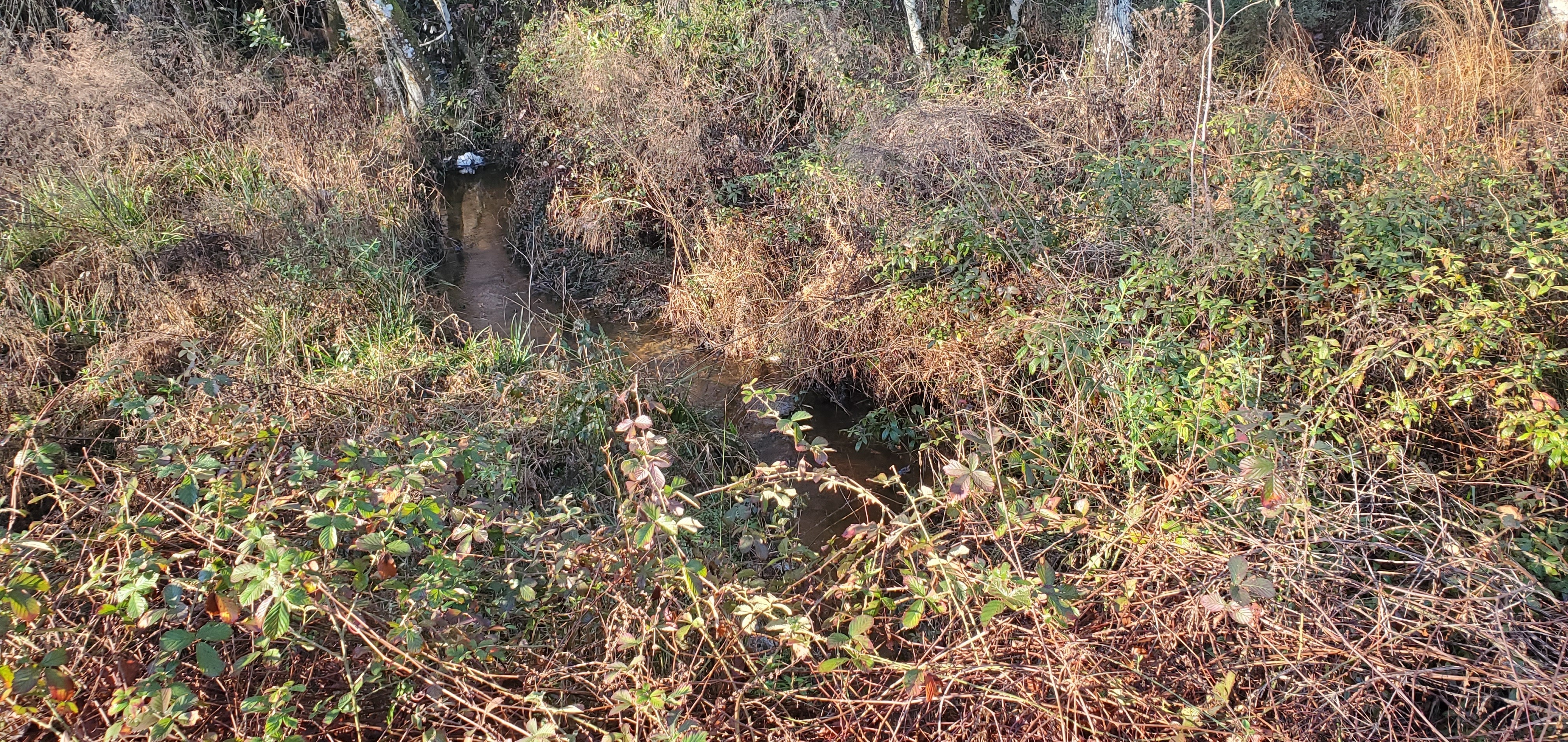 Poley Branch upstream from Skipper Bridge Road, 09:08:20, 31.0129685, -83.3078274