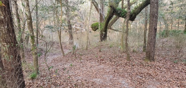 Ellaville Landing, Withlacoochee River, 2023-02-02