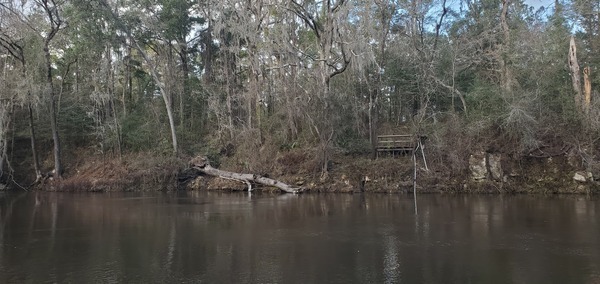 Across from Ellaville Landing, Withlacoochee River, 2023-02-02