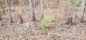 [Trash and Japanese Climbing Fern, FL 6, Withlacoochee River, 2023-02-02]