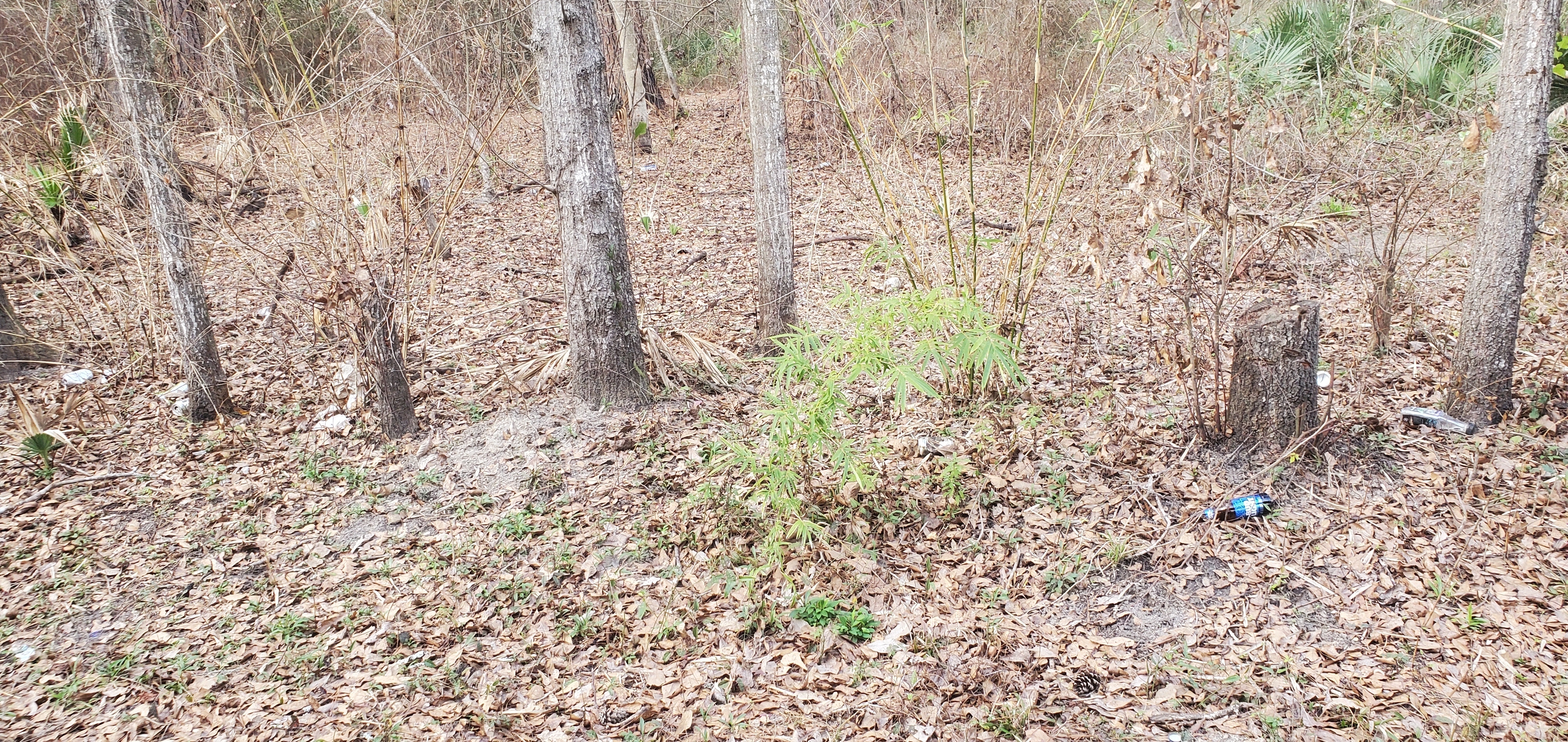 Trash and Japanese Climbing Fern, FL 6, Withlacoochee River, 2023-02-02, 16:38:47, 30.4823430, -83.2440120