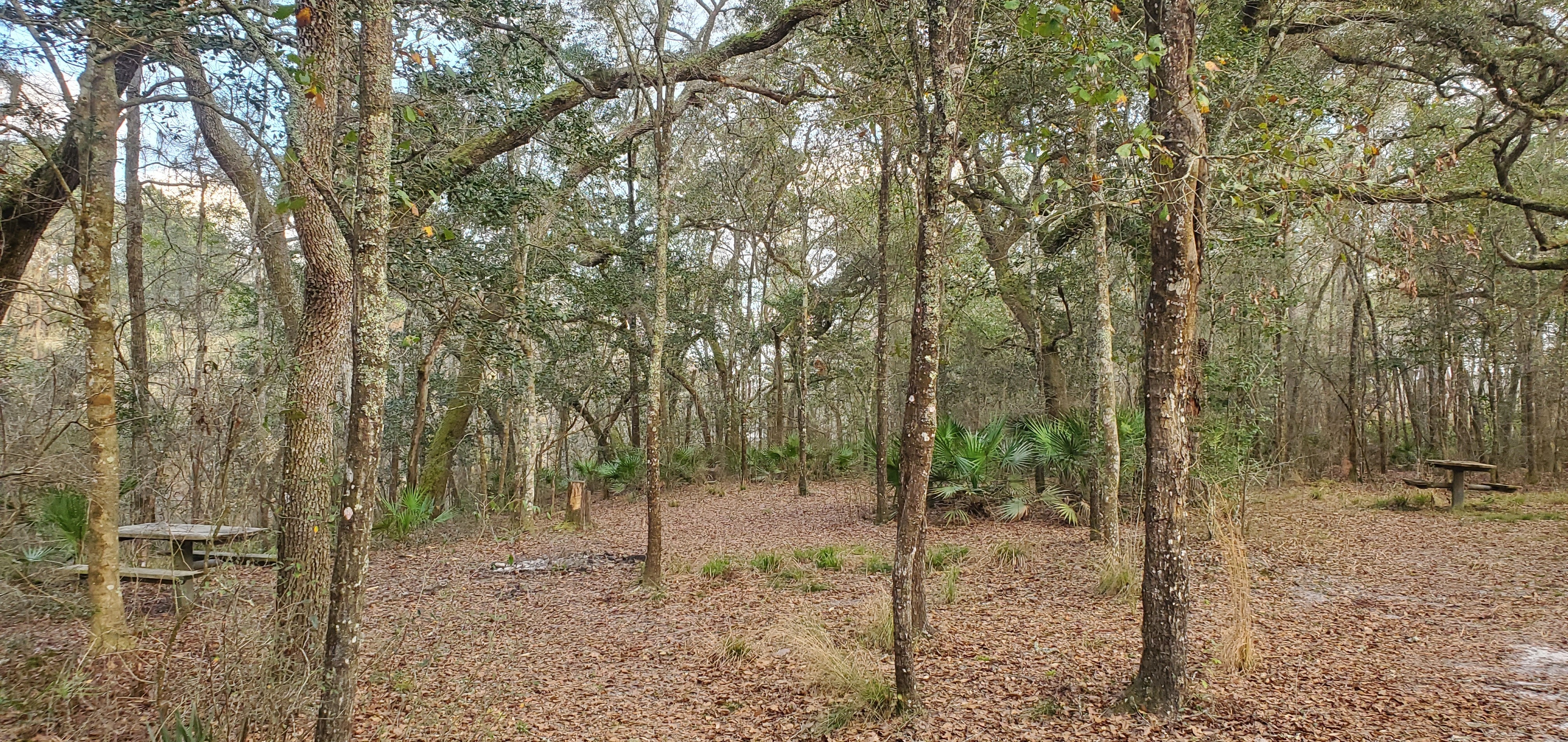 Picnic tables, Ellaville Landing, Withlacoochee River, 2023-02-02, 17:10:47, 30.4162394, -83.1944776