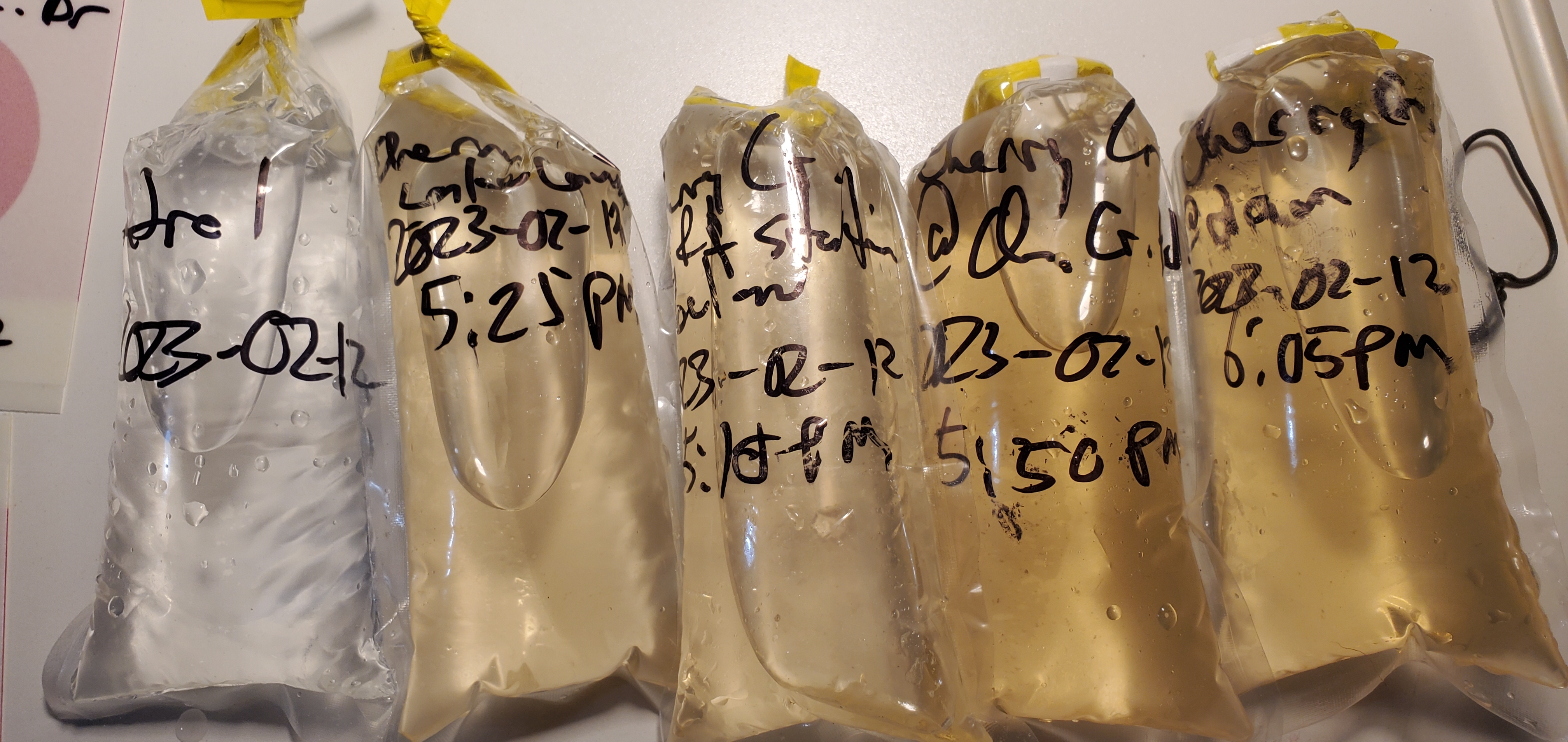 Four water samples from Cherry Creek, 2023:02:12 19:01:12, 31.0126730, -83.2699180