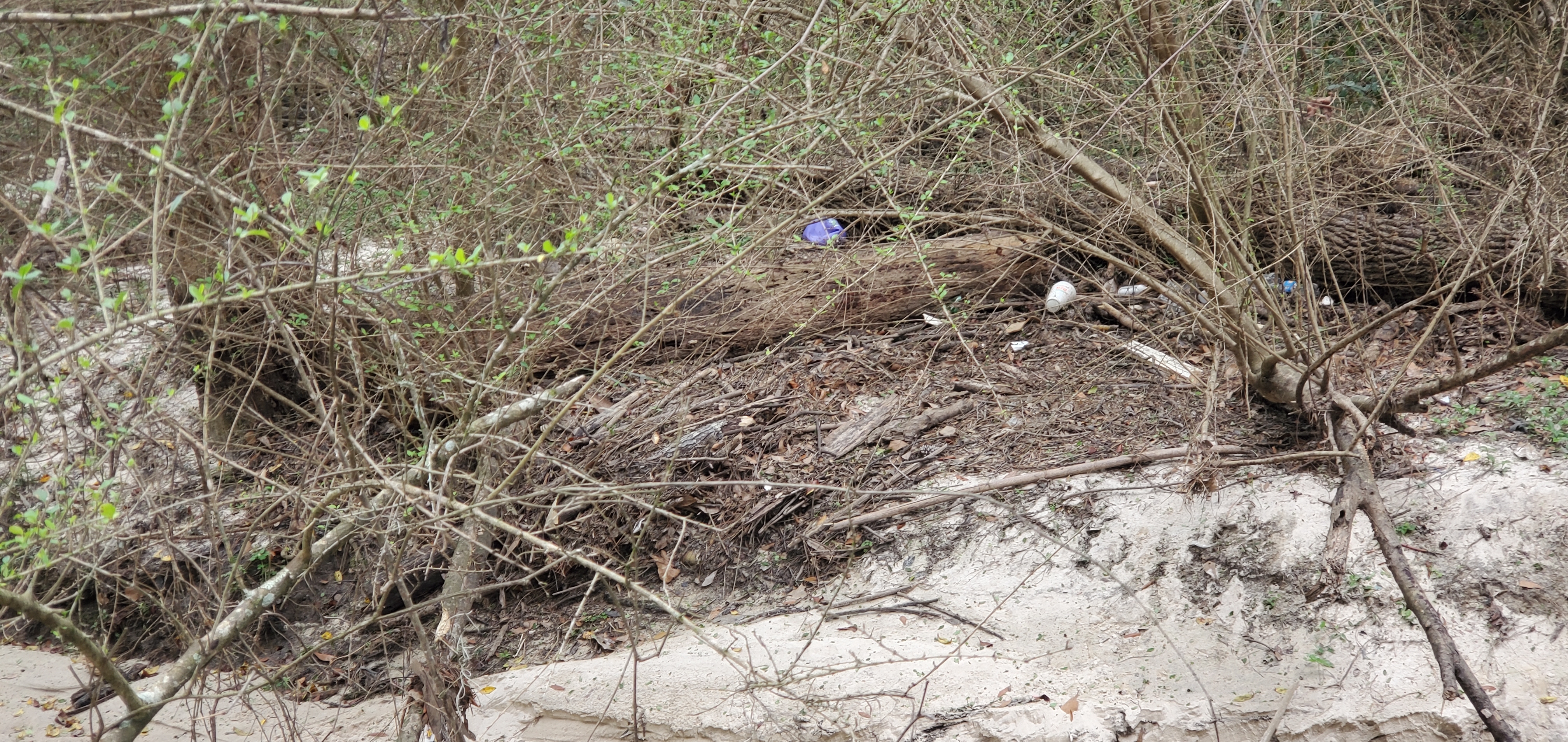 Trash across Two Mile Branch upstream at Berkley Drive, 14:25:11, 30.8626700, -83.3018750