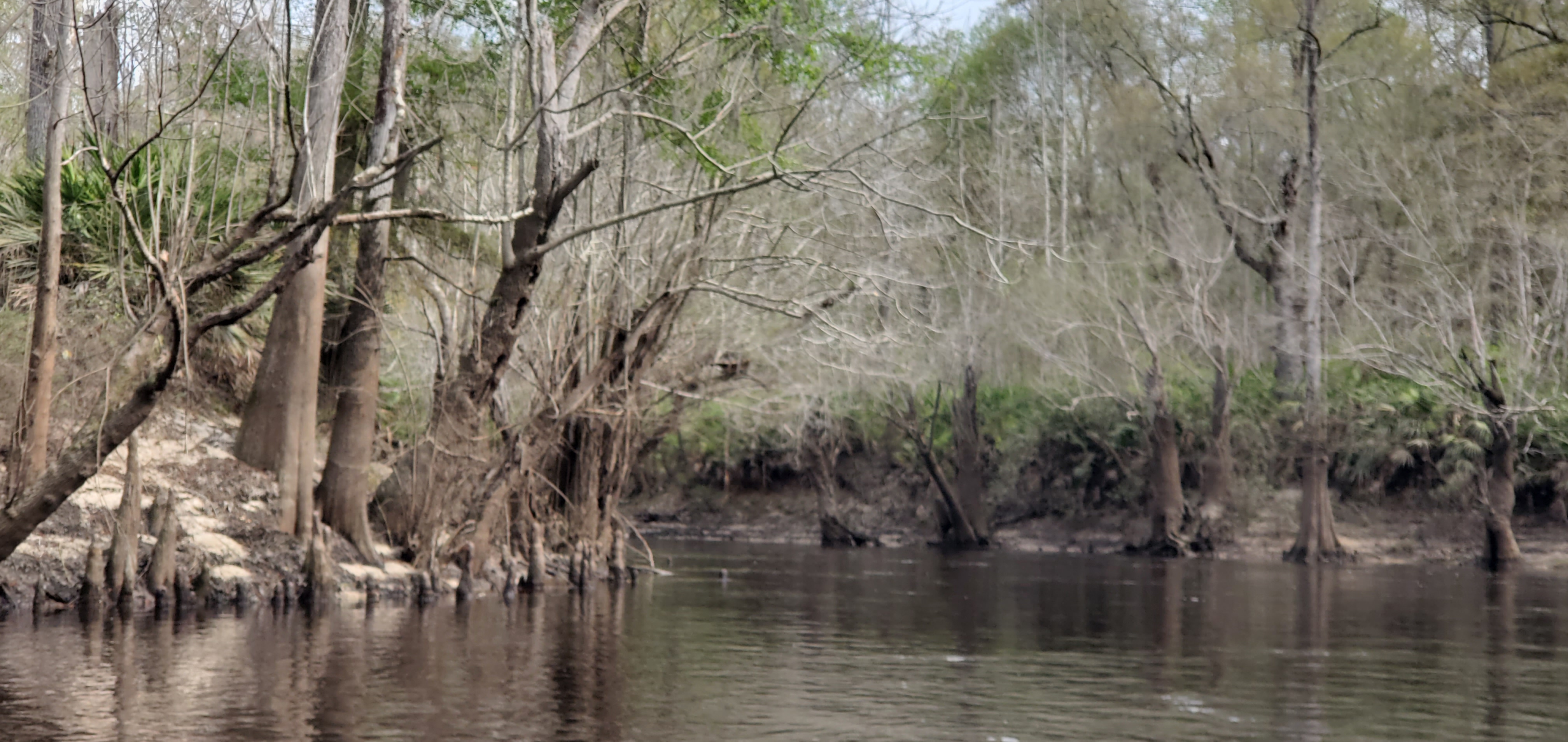 Upstream Withlacoochee River from Little River Confluence, 10:25:44, 30.8468017, -83.3479166